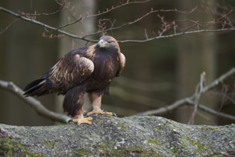 Golden eagle on a tree (Aquila chrysaetos) Bavaria, Germany, Europe