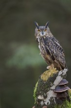 Eurasian Eagle-owl (Bubo bubo) Bavaria, Germany, Europe