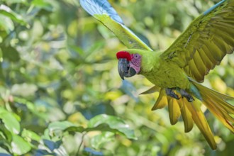 Great green macaw in flight (Ara ambiguus) Costa Rica