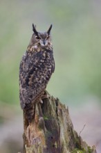 Eurasian Eagle-owl (Bubo bubo) Bavaria, Germany, Europe