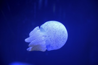 Root mouth jellyfish or blubber jellyfish (Catostylus townsendi) in a tank of the Bang Saen