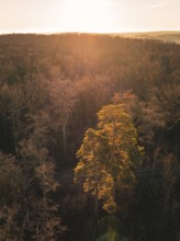 Aerial view of a forest with a single tree highlighted in the light at sunset, Gechingen, Heckengäu