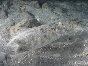 A well camouflaged wide-eyed turbot (Bothus podas maderensis) resting on the sandy seabed, Playa