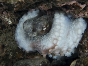 An octopus, Common Octopus (Octopus vulgaris), rests in the reef at night. The suction cups are