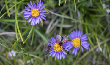 Blood droplet on alpine aster (Aster alpinus), Hohe Tauern, Austria, Europe