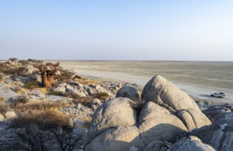 African baobab or baobab tree (Adansonia digitata), between round rocks, at sunrise, with salt pan,