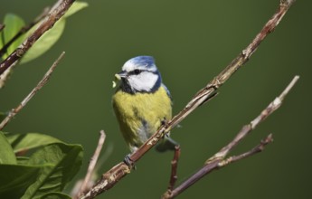 Blue tit, (Cyanistes caeruleus) with insect in beak, Schleswig-Holstein, Germany, Europe