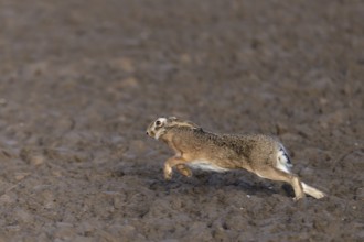 European hare (Lepus europaeus), Neuss, Germany, Europe