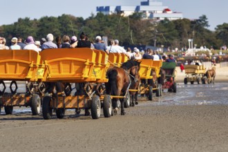 Horse-drawn carriages with a group of tourists at low tide on the way back from the island of