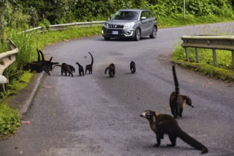 Group of coatis (Nasua narica) on the road in front of a car, Mammals (Mammalia), Costa Rica,