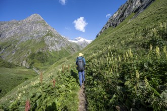 Mountaineer on a hiking trail in a flower meadow, Umbaltal, Venediger Group, Hohe Tauern National