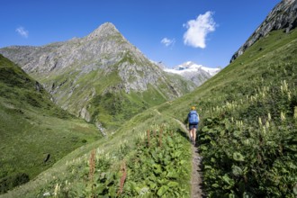 Hiker on hiking trail, behind Großen Schober and Rötspitze, river Isel, Umbaltal, National Park