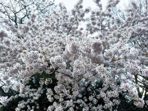 Cherry plum, myrobalan, myrobalan tree, cherry plum tree, Turkish plum (Prunus cerasifera)