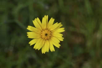 Mouse-ear hawkweed, also known as Lesser mouse-eared hawkweed or long-haired hawkweed (Hieracium