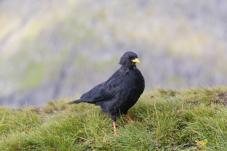 One young Alpine chough or yellow-billed chough (Pyrrhocorax graculus) stands on grass in the