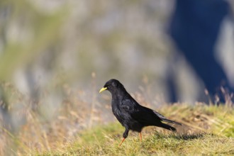 One young Alpine chough or yellow-billed chough (Pyrrhocorax graculus) stands on grass in the