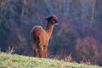 A young brown Alpaca (Vicugna pacos) stands on a green meadow . A forest is in the distant