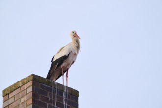 White stork (Ciconia ciconia) standing on a chimney, Bavaria, Germany, Europe