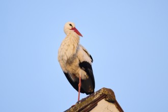 White stork (Ciconia ciconia) standing on a rooftop, Bavaria, Germany, Europe