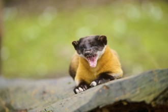 Yellow-throated marten (Martes flavigula) on an old tree trunk, Germany, Europe