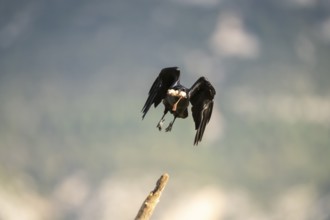 Common raven (Corvus corax) in flight, Pyrenees, Catalonia, Spain, Europe