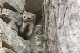 One beech marten running between the stones of a ruin of an ancient castle looking for food