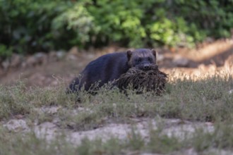 One wolverine, (Gulo gulo), collecting nesting material, walking over a meadow, green vegetation in