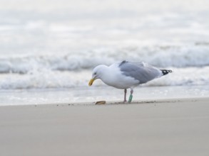 Herring Gull (Larus argentatus), adult, ringed bird standing on the beach, looking at a razor