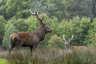 Two rutting red deer (Cervus elaphus) stags standing in grassland at edge of forest during the rut