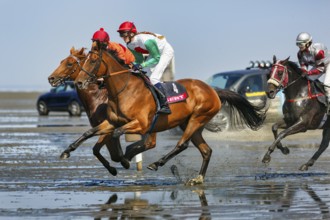 Riders, horses at a gallop, gallop race in the mudflats, Duhner Wattrennen 2019, Duhnen, Cuxhaven,