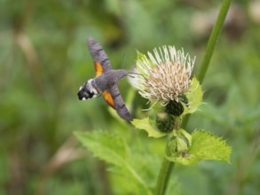 Hummingbird Hawk Moth (Macroglossum stellatarum), feeding on nectar from a Marsh thistle flower