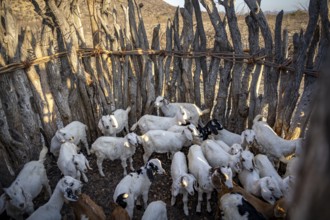 Young goats fenced in a kraal, traditional Himba village, Kaokoveld, Kunene, Namibia, Africa