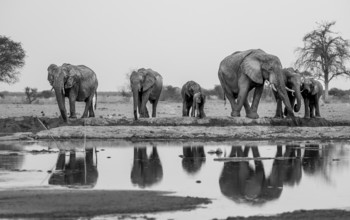 African elephant (Loxodonta africana), group drinking at waterhole, reflection, black and white