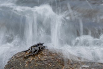 Crab (Brachyura), sitting on rocks, sea spray, La Gomera, Canary Islands, Spain, Europe