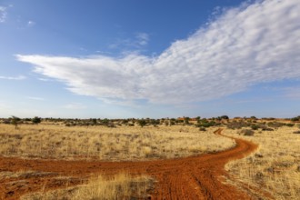 A sandy desert path winds its way through a dry landscape under a partly cloudy blue sky, Kalahari,