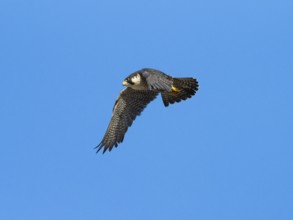 Peregrine Falcon (Falco peregrinus), adult female bird in flight, set against a blue sky, Hesse,