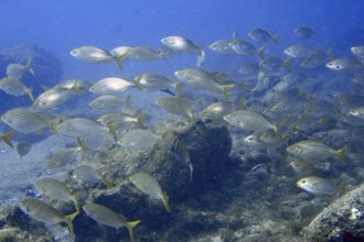 A shoal of goldfish (Sarpa salpa) swimming over rocky ground in the blue sea, dive site Montana