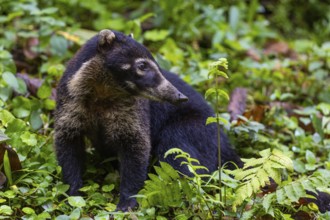 Coati (Nasua narica), Mammals (Mammalia), Alajuela, Costa Rica, Central America