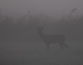 Roe deer (Capreolus capreolus), roebuck standing in a meadow at dusk in front of sunrise, wildlife,