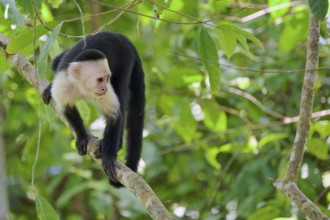 White-shouldered capuchin monkey (Cebus capucinus) Costa Rica