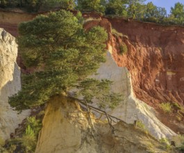 Single Aleppo pine (Pinus halepensis) and ochre rock Colorado de Rustrel, Rustrel, Département