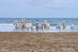 White Camargue horses galloping through the shallow sea water on a sandy beach under a cloudy sky,