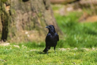 One carrion crow (Corvus corone) standing on a green meadow searching for food