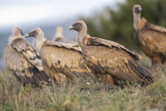 Griffon Vulture (Gyps fulvus) sitting on a meadow in autumn, Pyrenees, Catalonia, Spain, Europe