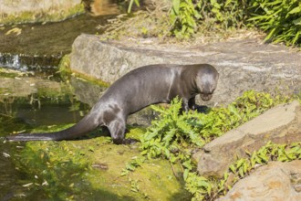 One giant otter or giant river otter (Pteronura brasiliensis) standing on a mossy rock in a creek,