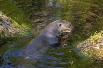 One giant otter or giant river otter (Pteronura brasiliensis) resting on a log lying in the water,