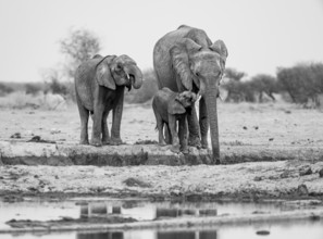 African elephant (Loxodonta africana), mother with young, drinking at the waterhole, black and