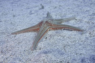 Astropecten aranciacus (Astropecten aranciacus) on sandy seabed under water, dive site Bufadero,