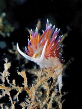 Impressive, brightly coloured nudibranch, migratory thread snail (Cratena peregrina), on black