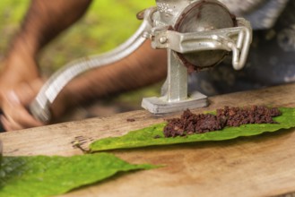 Cocoa beans are processed into cocoa mass, cocoa (Theobroma cacao), Costa Rica, Central America